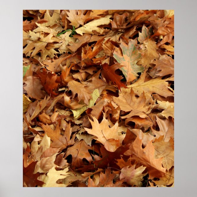 Affiche automne, feuille sec (Devant)