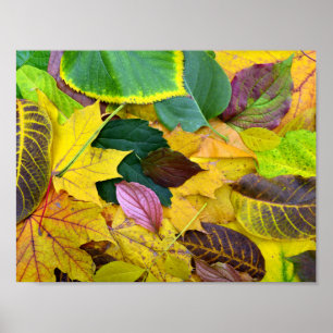 Affiche automne saison arbre texture feuille motif arrière