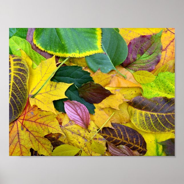 Affiche automne saison arbre texture feuille motif arrière (Devant)