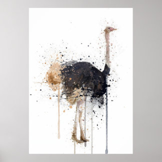 Affiche Autruche