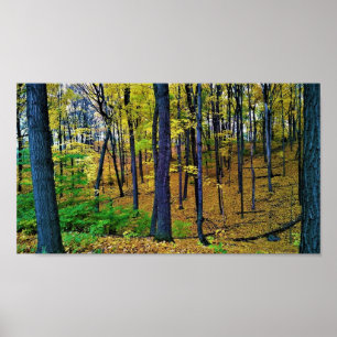 Affiche Autumn Forest, West Bend, Wisconsin