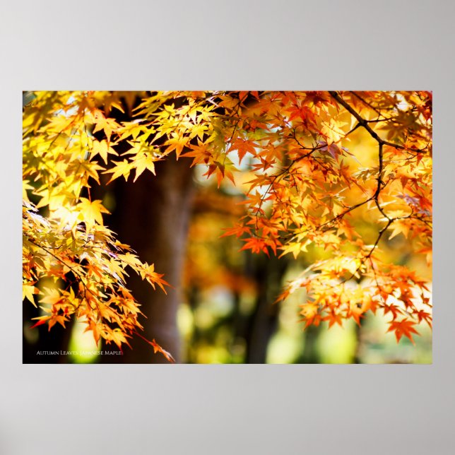 Affiche Autumn Leaves (Devant)