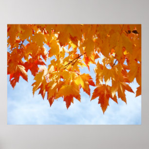 Affiche Autumn Leaves Blue Sky Clouds Healing Touch prints
