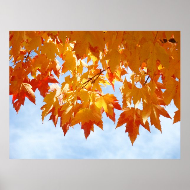 Affiche Autumn Leaves Blue Sky Clouds Healing Touch prints (Devant)