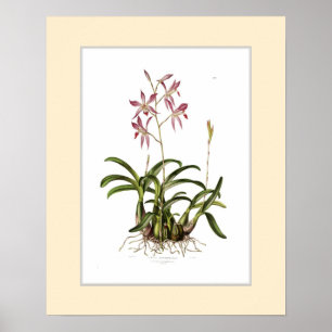 Affiche Autumnalis de Laelia, frontière douanière