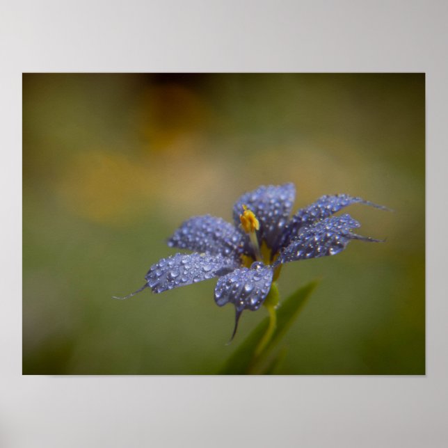 Affiche Aux yeux bleus brillants (Devant)