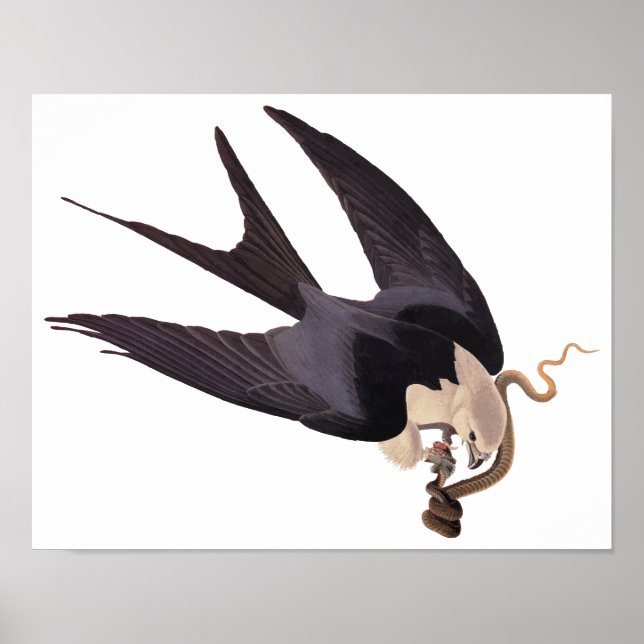 Affiche Avaler Queue Hawk avec Serpent Vintage Audubon (Devant)