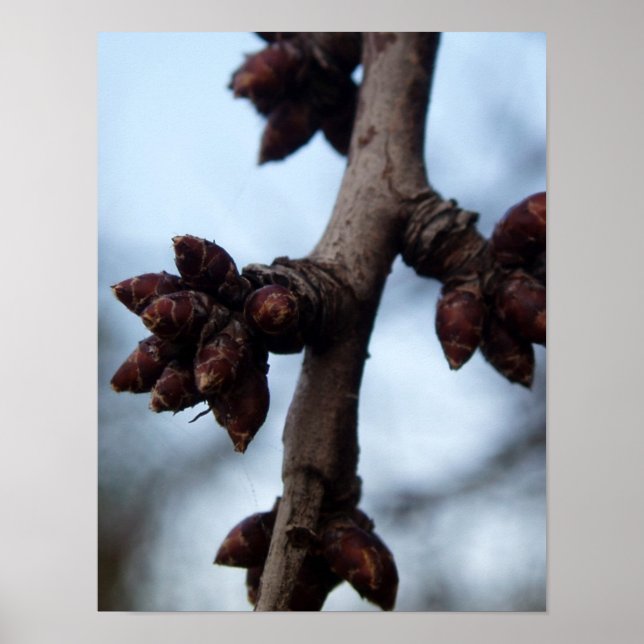 Affiche Avant l'affiche Blossom (Devant)