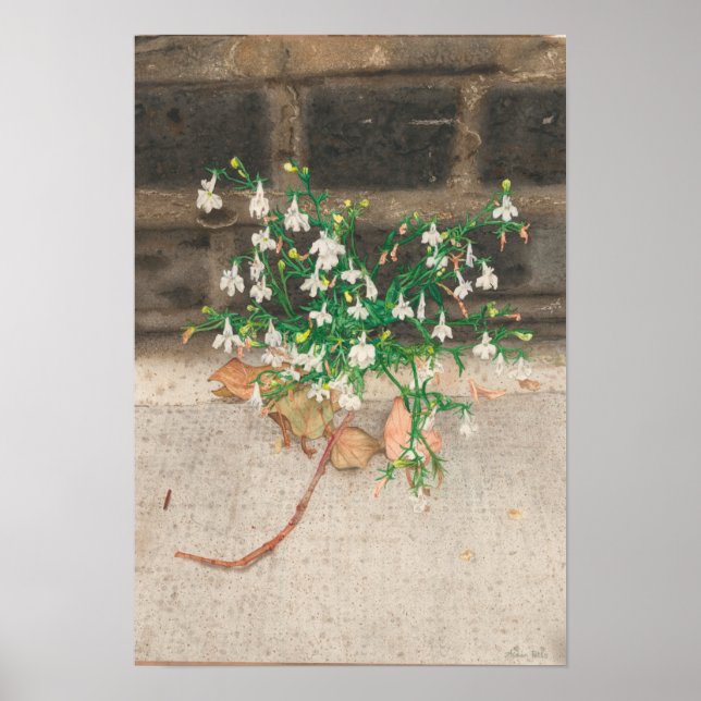 Affiche Avec Lobelia Black Wall (Devant)