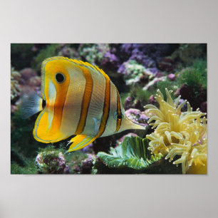 Affiche Aventure sous-marine