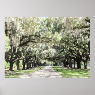 Affiche Avenue des Chênes, Boone Hall Plantation Aquarelle