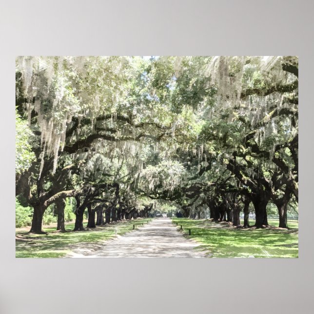 Affiche Avenue des Chênes, Boone Hall Plantation Aquarelle (Devant)