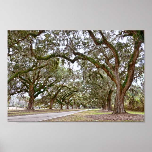 Affiche Avenue des Chênes sur South Carolina Plantation (Devant)