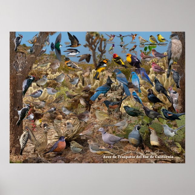 Affiche Aves de Traspatio del Sur de California (Devant)