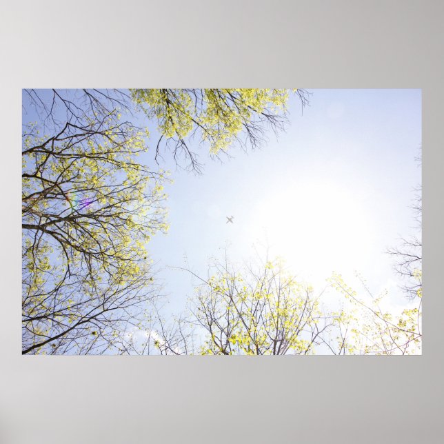 Affiche Avion dans le ciel encadré par des arbres (Devant)