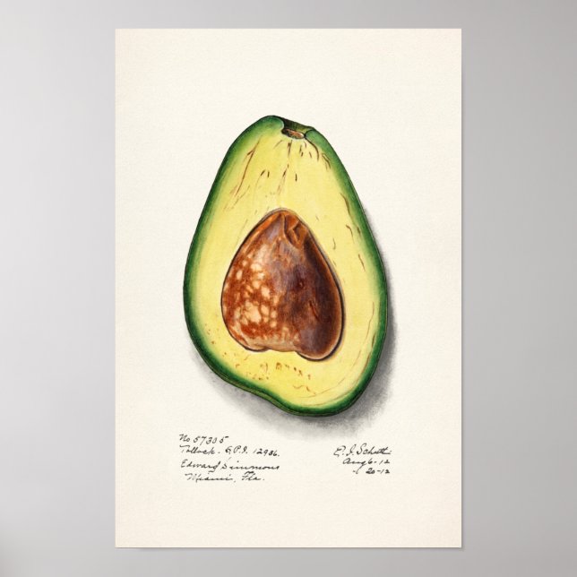 Affiche Avocado (Persa) Peinture d'aquarelle aux fruits (Devant)