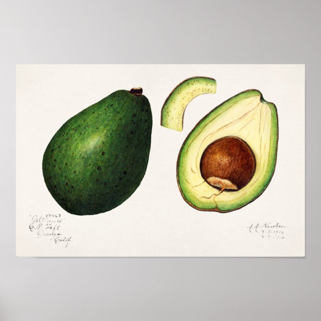 Affiche Avocado (Persea) Peinture d'aquarelle aux fruits (Devant)
