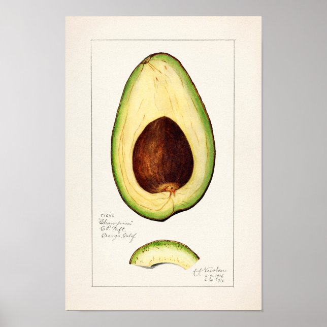 Affiche Avocado (Persea) Peinture d'aquarelle aux fruits (Devant)