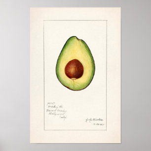 Affiche Avocado (Persea) Peinture d'aquarelle aux fruits