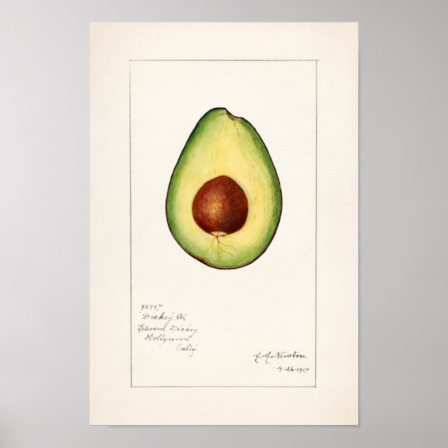 Affiche Avocado (Persea) Peinture d'aquarelle aux fruits (Devant)