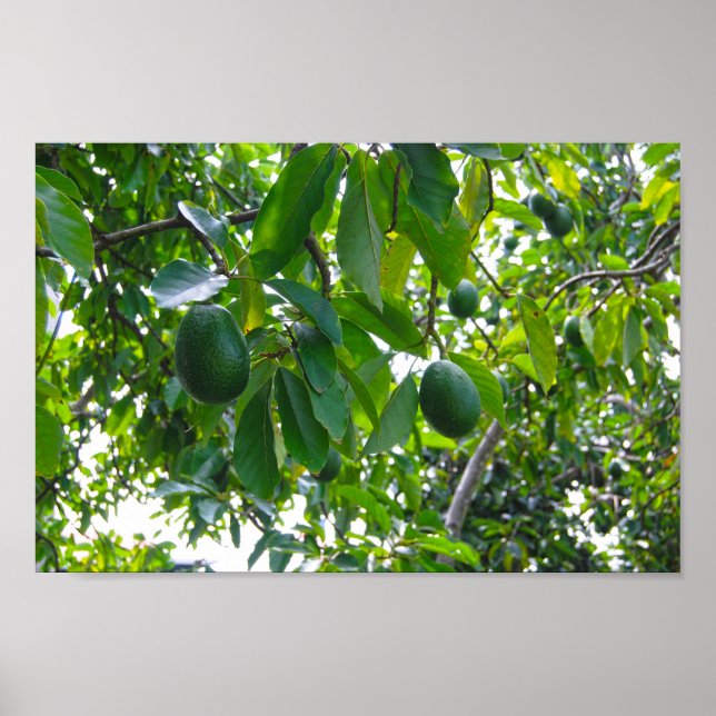 Affiche Avocado Tree dans un verger sur l'île d'Hawaii (Devant)