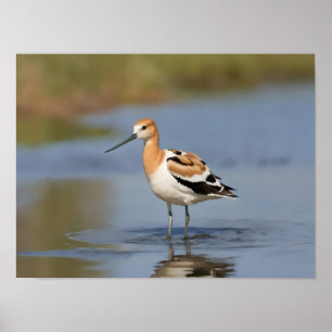 Affiche Avocet américain debout dans l'eau