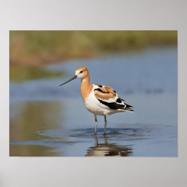 Affiche Avocet américain debout dans l'eau (Devant)
