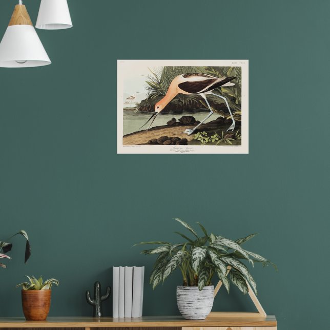 Affiche Avocette d'Amérique de Birds of America, (Salon 1)