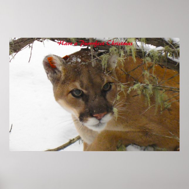 Affiche Avoir un Noël parfait (Devant)