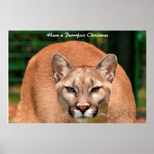 Affiche Avoir un Noël parfait