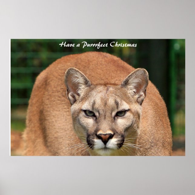 Affiche Avoir un Noël parfait (Devant)