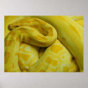 Affiche Awesome Yellow Burmese Python