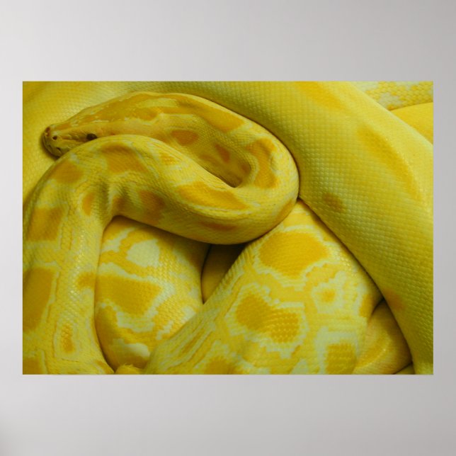 Affiche Awesome Yellow Burmese Python (Devant)