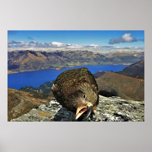 Affiche Awnery Kea (Devant)