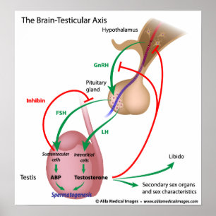 Affiche Axe testiculaire du cerveau, contrôle de la pubert