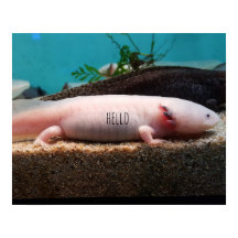 Axolotl leuciste