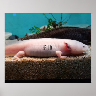 Affiche Axolotl leuciste