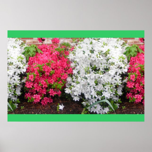 Affiche Azaleas (Devant)