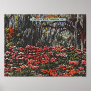 Affiche Azaleas en fleur à Savannah GA Cartes postales
