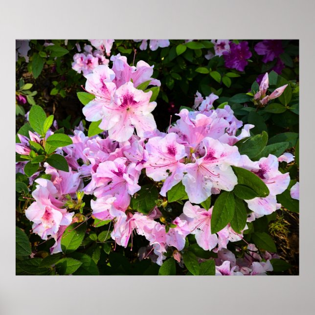 Affiche Azalée, (Devant)