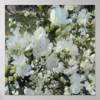 Affiche Azalées blanches naines