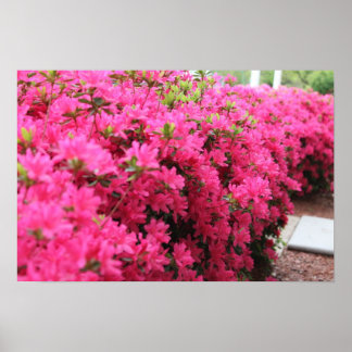 Affiche Azalées en pleine floraison
