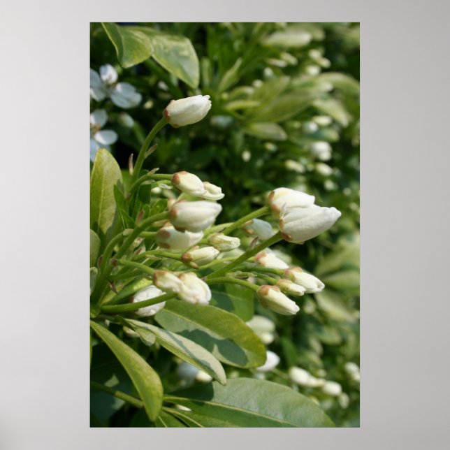 Affiche Aztec Pearl (Devant)