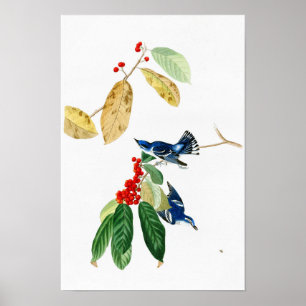 Affiche Azure Warbler John James Audubon Birds of America