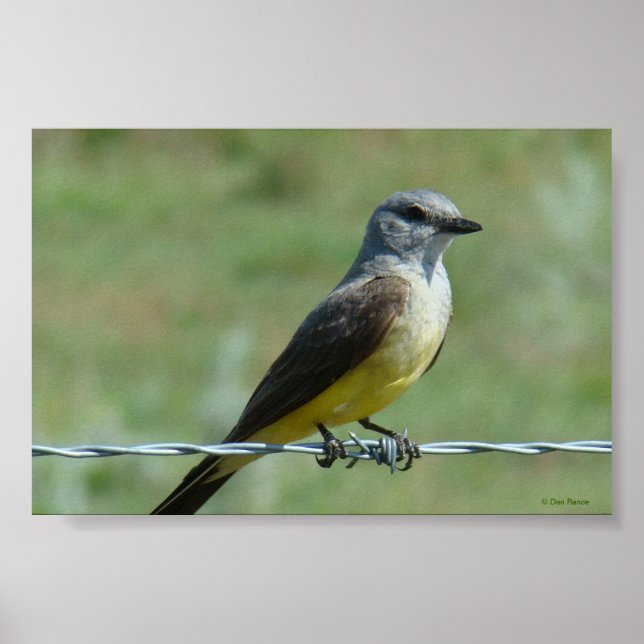 Affiche B31 Kingbird occidental (Devant)