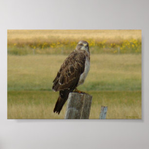 Affiche B33 Buse de Swainson