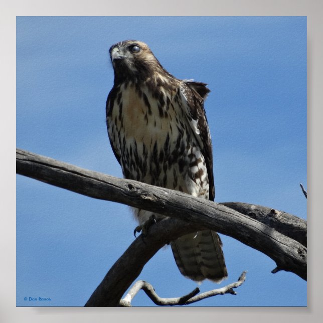 Affiche B54 Buse de Swainson (Devant)