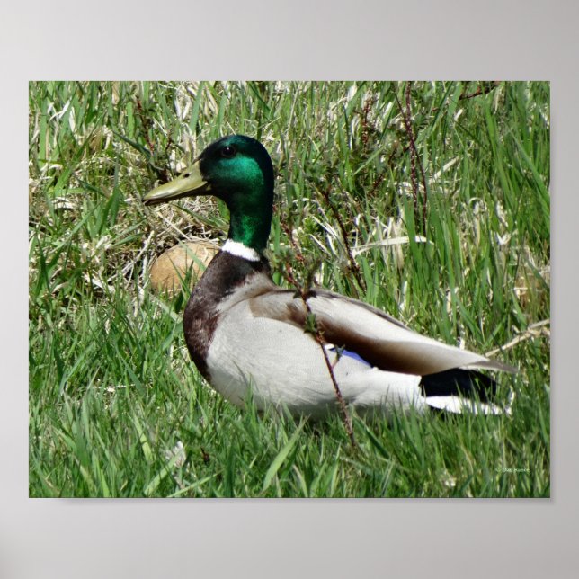 Affiche B55 Duck de Mallard Drake Greenhead dans l'herbe (Devant)