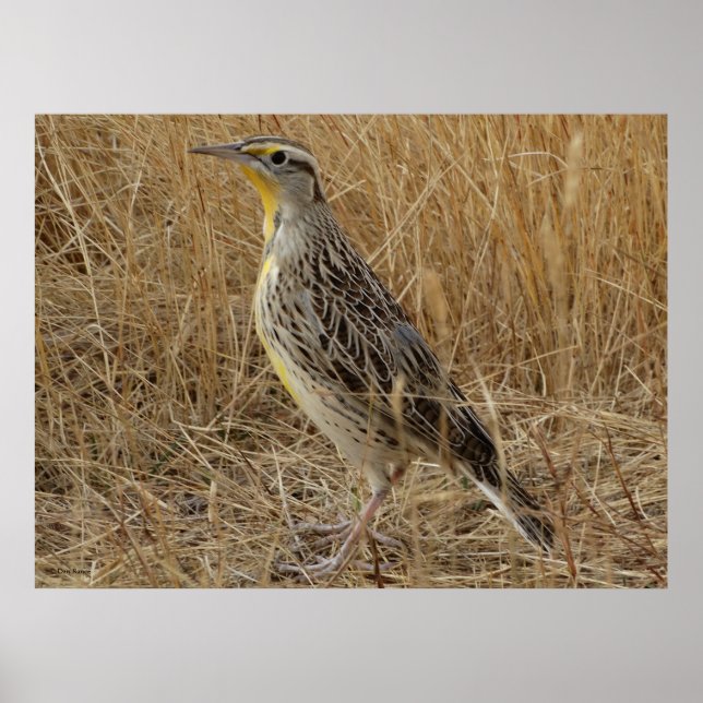 Affiche B57 Meadowlark occidental (Devant)