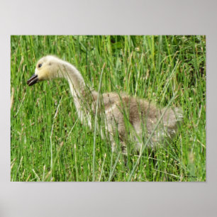 Affiche B58 Gosling d'oie du Canada dans l'herbe